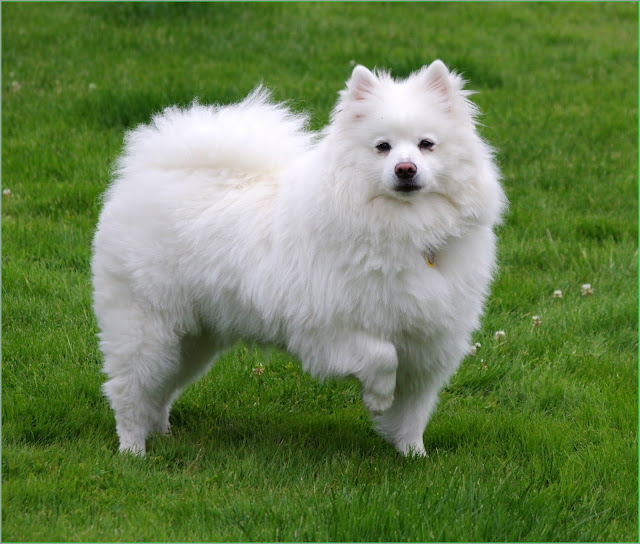 Toy American Eskimo Puppies For Sale