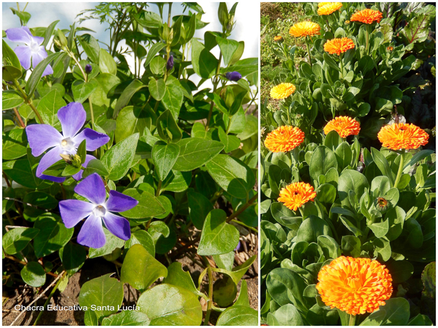 Plantas de floración de invierno: vinca y caléndulas - Chacra Educativa Santa Lucía