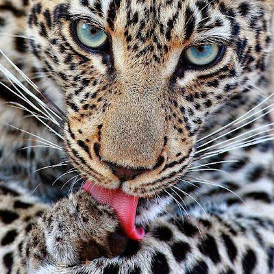 jaguar en primer plano