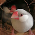 java bird 