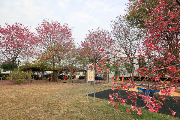 台中太平大源公園櫻花和風鈴木齊開，豐年社區公園別有洞天裝置藝術