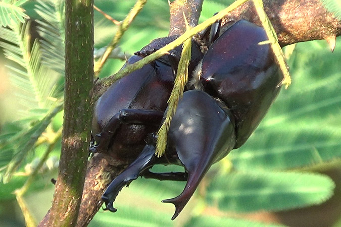 Dlium Brown rhinoceros beetle (Xylotrupes gideon)