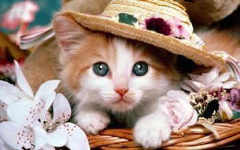 Beautiful Cat Wearing Round Cap