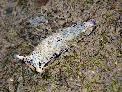 Sap-sucking slug (Plakobranchus sp.)