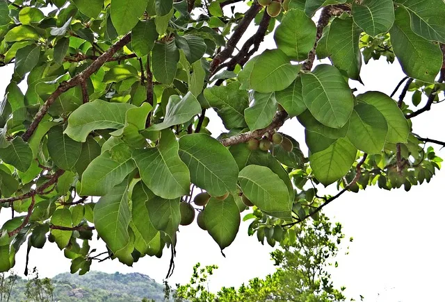 A Mahua tree with lush green leaves and ripe fruit hanging from its branches.
