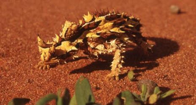 Strange Thorny Mountain Devil Lizard Seen On  www.coolpicturegallery.us