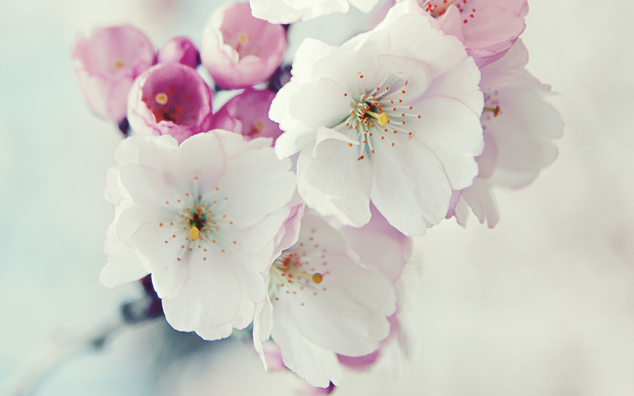 Tips Tips Kesehatan Untuk Anda 30 Wallpaper Bunga Paling Indah Dan Cantik Buat Laptop Dan