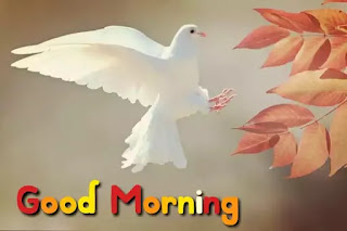 Good morning images HD