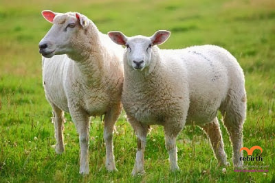 Nhau thai cừu tốt với sức khỏe và làm đẹp da