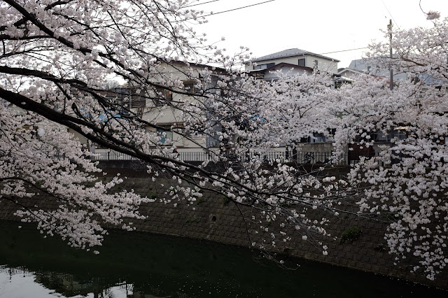 Sakura cherry blossom gumyoji yokohama japan