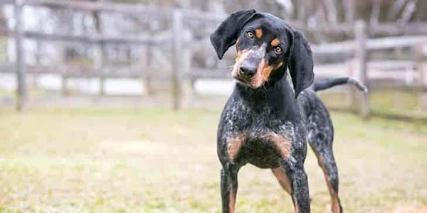 Bluetick Coonhound Dog Breeds : Training, Diet, Grooming, Health