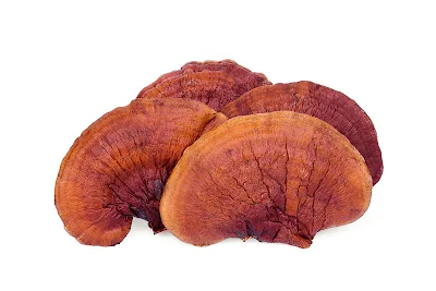 Ganoderma mushroom company in Nagaland