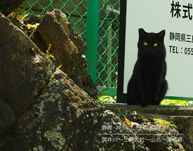 三島で見かけた猫さん