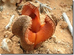 http://tipspetani.blogspot.com/2014/12/tumbuhan-aneh-yang-ada-di-dunia.html