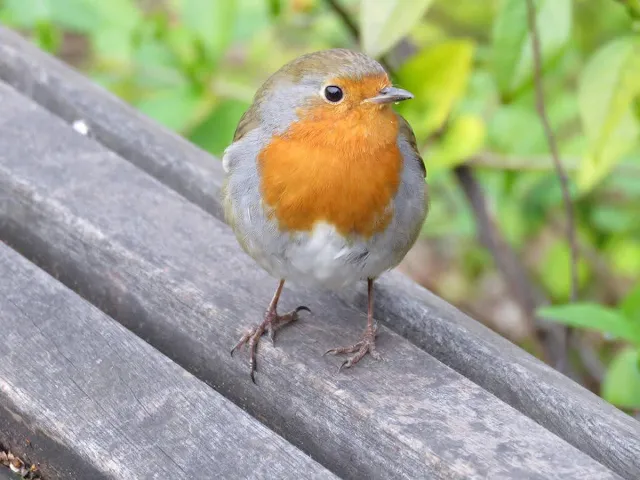 Robin Merrion Square Park in Dublin in March