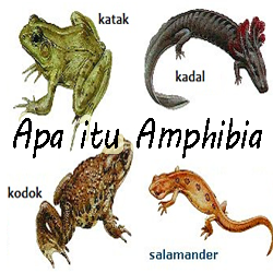 Pengertian ciri klasifikasi amphibia