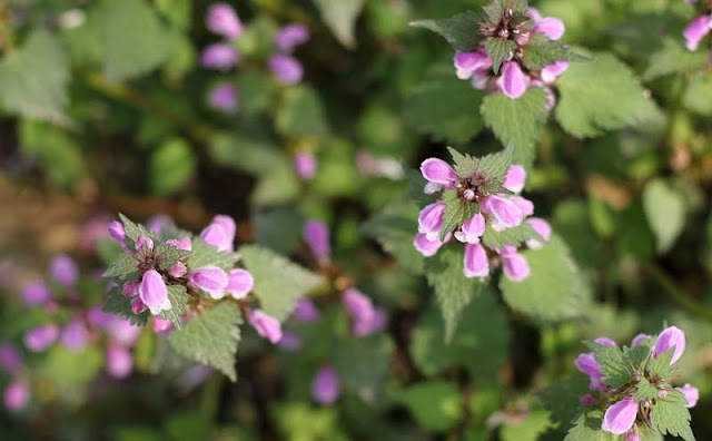 Lamium Maculatum Flowers Pictures