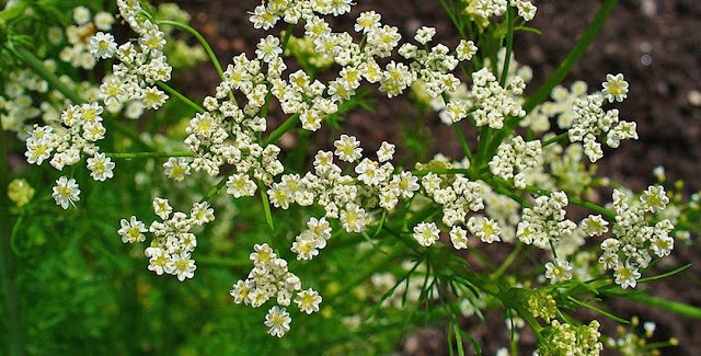 AJwain / Carom Seeds (Trachyspermum ammi)- Medicinal Plants Of Nepal