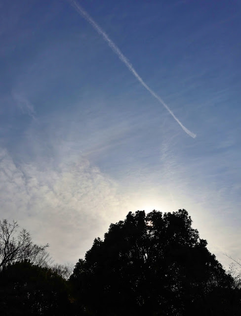 木と飛行機雲