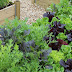 Top 10 Vegetables for Growing in Small Gardens