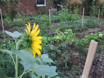 garden sunflowers and tomatoes