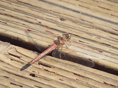 variegated meadowhawk dragonfly northern california dragonflies photography identification sightings red cosumnes river preserve sacramento valley