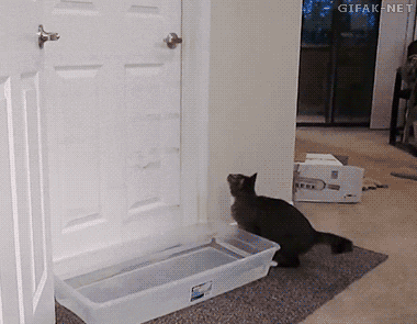 Obligatory animated cat gif, Cat Proof Fail edition