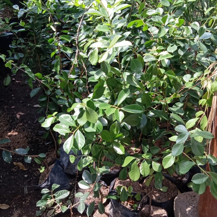 bibit pohon jambu ceri guava cepat sekali tumbuh dijamin berkualitas Manado