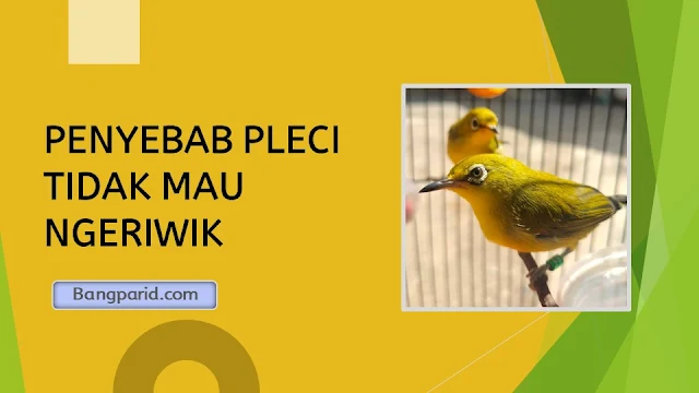 PENYEBAB PLECI TIDAK MAU NGERIWIK