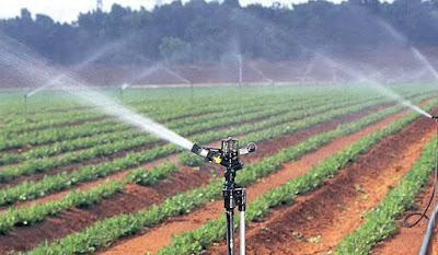 Sprinkler irrigation in Kenya