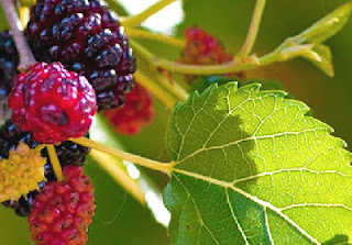 Benefits of Mulberry Fruit for Health Body
