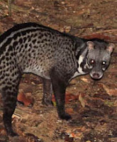 Musang Luwak (Paradoxurus hermaphroditus)