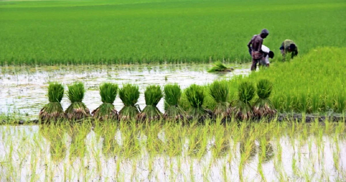 Agriculture in Bangladesh