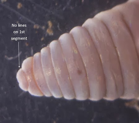 Aporrectodea caliginosa showing epilobic type head