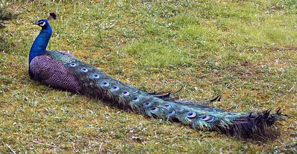 beautiful peacock