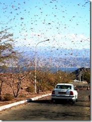 insect attack (26)