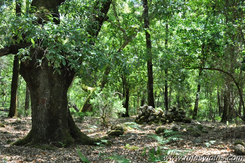 En el corazón del bosque III