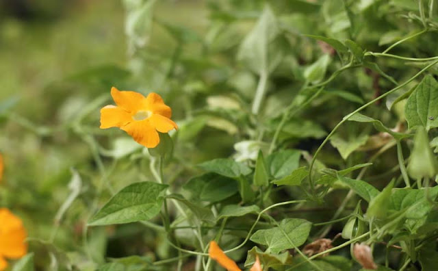 Black-Eyed Susan Vine Flowers Pictures