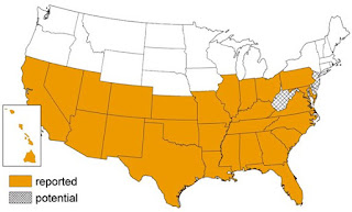 Triatomine Bugs, kissing bug, kissing bugs, Chagas