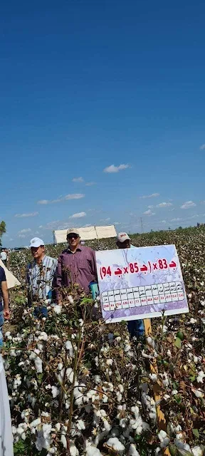 الزراعة: تنظيم يوم حقل للقطن بمحطة بحوث سخا في محافظة كفر الشيخ