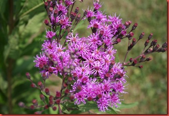 ironweed