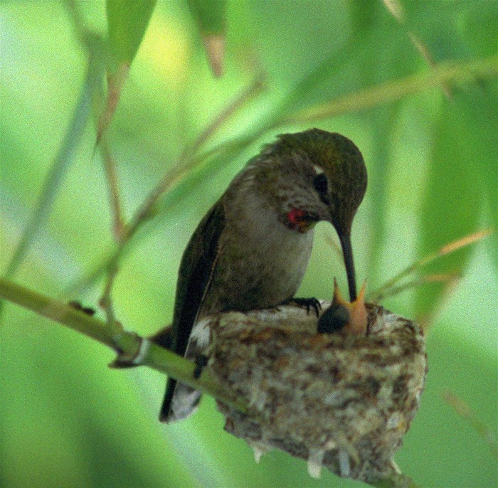 was watching the birds going around, really busy, building their nests,