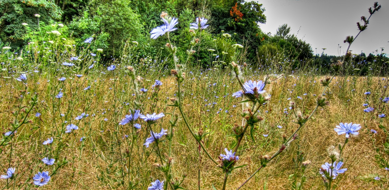 Oaks Bottom Wildlfe Refuge - Corn Flowers and Queens Lace