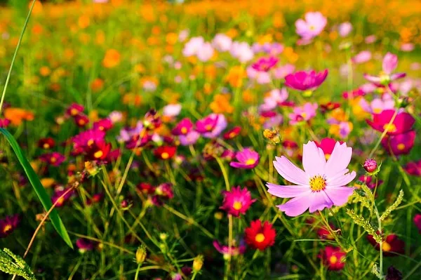 Flower Garden Pictures Download - Beautiful Flower Garden Picture Collection 2023.  Full Bagan Pic - NeotericIT.com