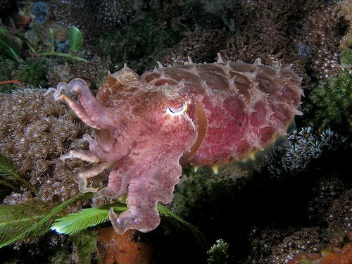 799px Sepia latimanus Reef cuttlefish dark coloration 1 بالصور و الفيديوا : أكبر حوض سمك في العالم يحتوى على أكثر من مائة الف كائن بحري