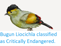 http://sciencythoughts.blogspot.co.uk/2014/07/bugun-liocichla-classified-as.html