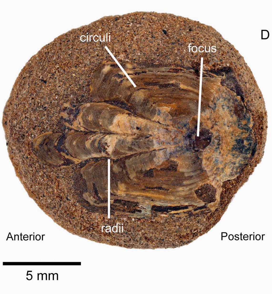 http://sciencythoughts.blogspot.co.uk/2014/05/eocene-non-marine-vertebrate-remains.html