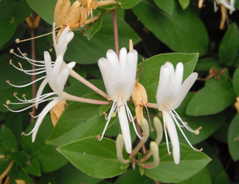 Honeysuckle セイヨウスイカズラ の香りとは ワインの香り用語