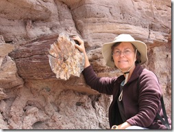 2012-04-15 Petrified Wood, Fry Canyon, UT (84)