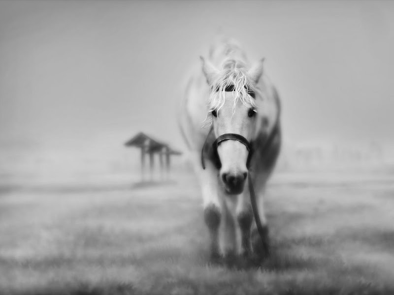 Horse - Beautiful Desktop WallPapers Seen On www.coolpicturegallery.us